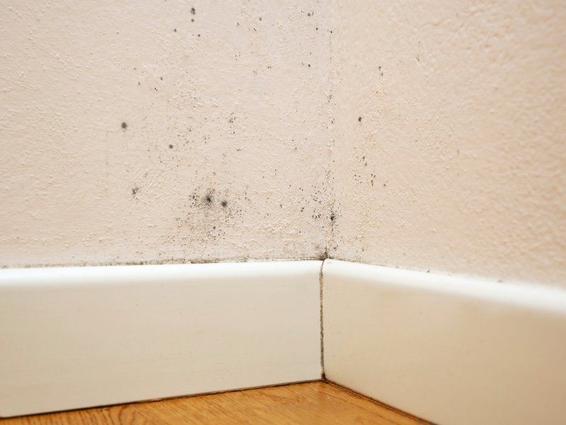 Small mould spots beside a skirting board at the base of an internal wall